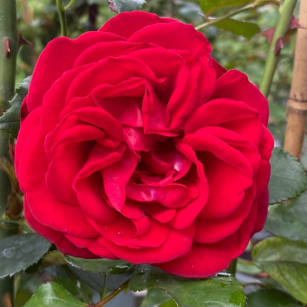 DUBLIN BAY (climber) Garden Roses Pococks Roses The Cornish Rose